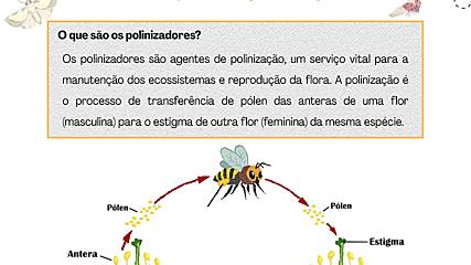 ecos